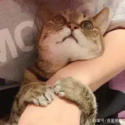 宠主拍下狸花猫咪入睡的全过程,那可爱的睡姿,实在太搞笑了
