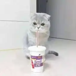 猫咪头像,我也想有一直刘二豆一样有趣的猫咪
