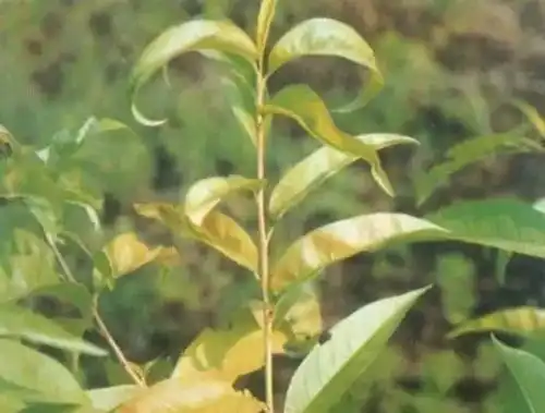 搞懂桃树黄化的致病因素,巧用小妙招严防此病
