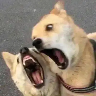 情侣头像丨萌宠情头
