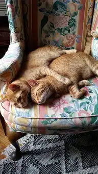 猫和主人的眼神总是有点像
