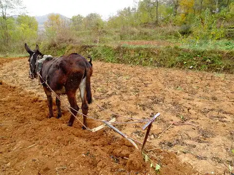 驴拉磨图片素材下载建筑摄影素材下的历史遗迹图片素材
