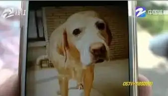 杭州1女子豪掷5万为爱犬看病手术1周后狗就死亡
