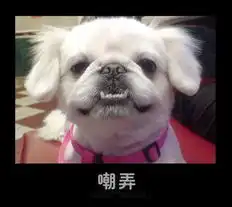 超级可爱的动物搞笑图片
