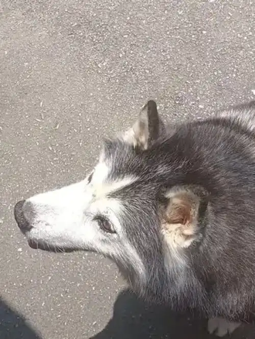 激萌动物家养宠物哈士奇爆笑动物人宠互动中华田园犬

