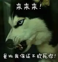 我从来没有见过,这么装逼的哈士奇表情包,有了它称霸装逼界
