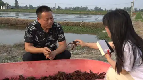 走转改湖南安乡县稻虾田里说丰年

