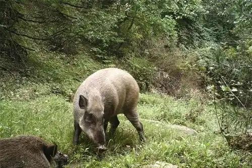 宰杀自己养的猪,售卖罚10万村民出售自宰猪肉为什么违法了
