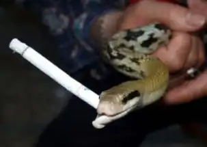 盘点学会抽烟的动物们鸭子叼烟嘴很酷
