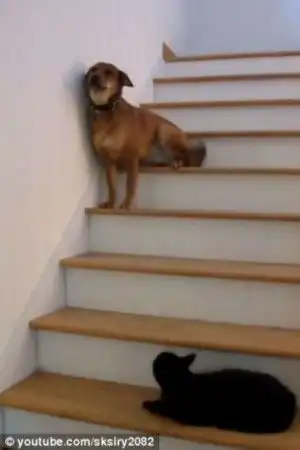 狗狗怕猫绕道而行胆战心惊模样蹿红网络
