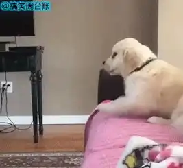 搞笑gif最后送你们一套晚上睡不着的指定看图
