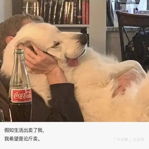 搞笑笑到头掉的神反转沙雕文案
