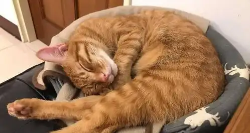 橘猫界之耻,不长胖只长壮,感觉一拳会被它猫昏

