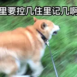qq头像狗狗呆萌搞笑逗比带字图片.......风光的年龄老化的心
