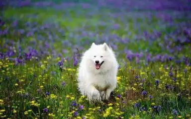 犬夜叉和杀生丸会是什么品种的狗

