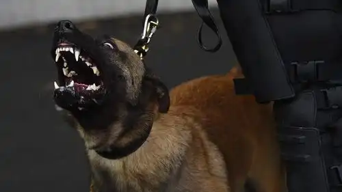 美一警察命令警犬咬跪在地上的黑人男子,已被指控,男子或需截肢
