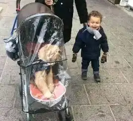 搞笑哈士奇堆满屋是什么感受
