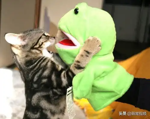 搞笑猫咪图片一箩筐,喵呜
