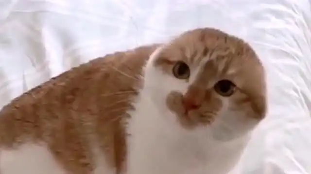 猫猫如果被吓到了会怎么样这个样子也太让人搞笑了我耳朵呢
