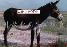 牛羊价格财是出路牛羊信息致富路我想搞养殖在农村搞什么牛羊品种好
