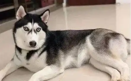 狗界大佬二哈竟被小猫打得躲进了桌子,缩在角落不敢吭声,这也太怂了吧
