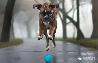 摄影师抓拍爱犬搞笑太萌了
