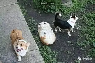 盘点狗狗那些让你笑到内伤的事件
