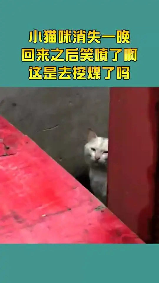小猫咪消失一晚,回来之后笑喷了啊,这是去挖煤了吗
