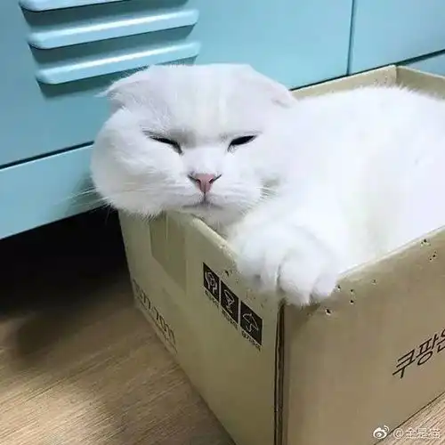我有四个愿望
