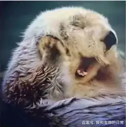 它是海洋里的最佛系动物,漂在水里睡觉也要手牵着手,太萌了

