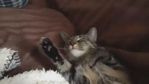 家庭爆笑猫咪大锦集,这猫咪睡着的姿势,也太搞笑了吧
