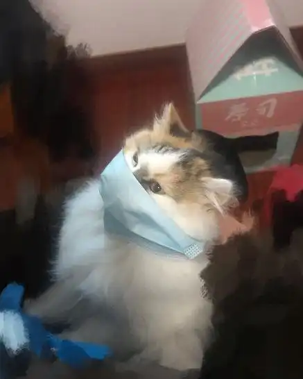 戴口罩陪主人买菜,这只猫火遍了全世界
