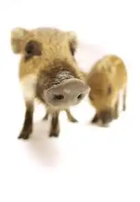 两只可爱的小野猪摄影图片图片784993
