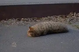 好可爱萌猫搞笑瞬间大盘点都是pose帝

