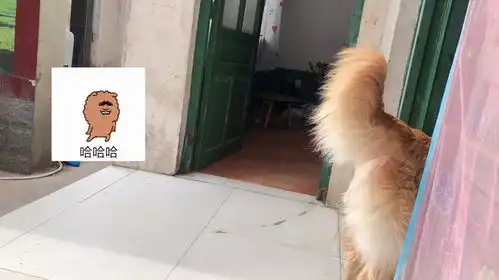 主人使坏用假狗吓唬金毛,结果被金毛气的头疼,镜头记录爆笑全程
