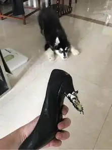 7000的鞋被啃成这样,今天晚上大家都来我家吃狗肉
