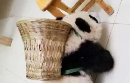 熊猫团子背着小背篓找食物,小模样太可爱,萌化网友心
