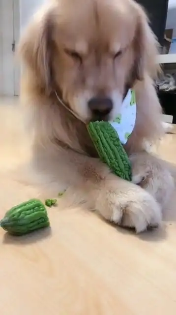 狗子吃苦瓜啦
