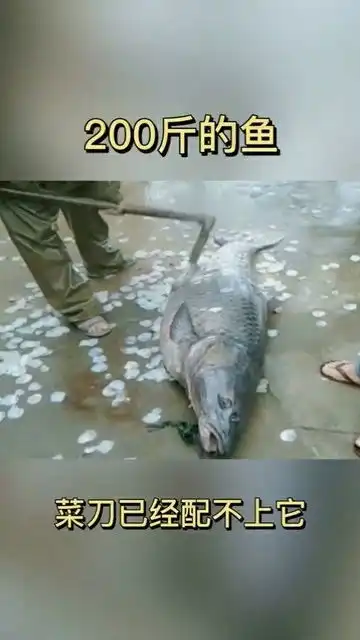 200斤的青头鱼,菜刀已经配不上它,小伙这操作太搞笑
