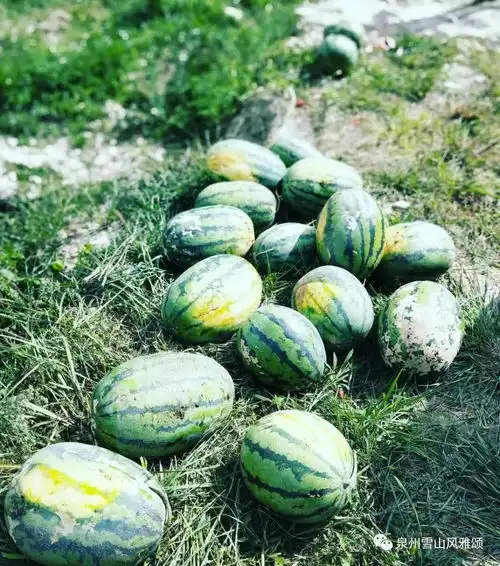 周末去哪儿游山玩水,采梨子这些好玩的风雅颂都有快来呀
