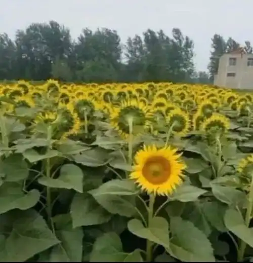 搞笑图片我看这是一朵抗日葵
