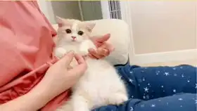 当爸妈面对喵星人时一开始父母不让养宠物结果养了之后啊是猫猫awsl网络上那些让人笑到肚子疼的沙雕日常萌宠的图片1生活有趣逗比awsl
