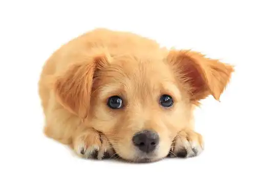 狗狗患上犬窝咳吃什么药好呢
