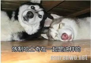 搞笑动物之图文解析哈士奇与狼的区别
