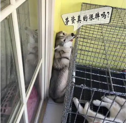 二哈贪吃成了大胖子,每次出笼都闹出笑话,脑洞主人的举动更绝
