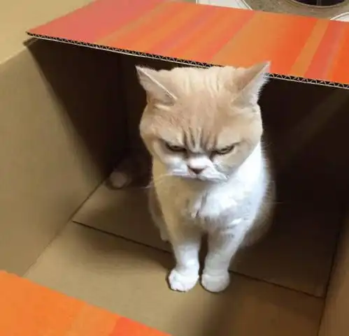 忘了给猫咪放猫粮,你看看把我们喵星人给委屈的

