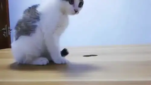 搞笑动物特别可爱的猫咪呆呆的日常幸福生活
