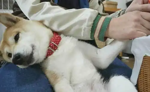 狗狗搞笑图片合集,狗狗我不是人,但你是真的狗
