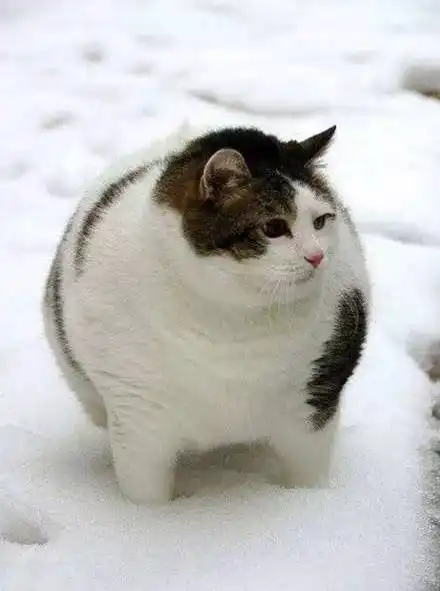 喂,幺幺零吗我家的猫被猪上身了...

