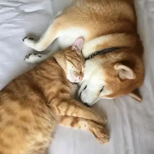 日本一柴犬以为自己是猫,每天和只橘猫混一起后,画风变成了这样
